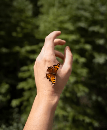 butterfly sitting on a hand